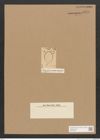 Diatomeae indet. Zeichnungen Sammlung Grunow Nr. 4876 (NHMW-BOT-W0373062)